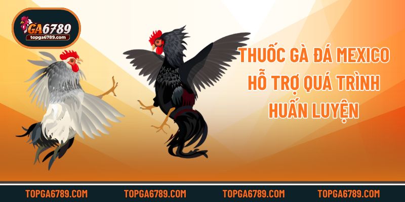 Thuốc gà đá Mexico hỗ trợ quá trình huấn luyện