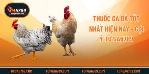Thuốc Gà Đá Tốt Nhất Hiện Nay - Gợi Ý Từ Ga6789