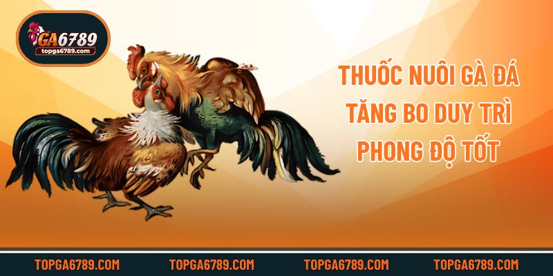 Thuốc nuôi gà đá tăng bo duy trì phong độ tốt
