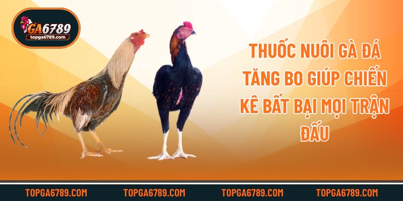 Thuốc Nuôi Gà Đá Tăng Bo Giúp Chiến Kê Bất Bại Mọi Trận Đấu