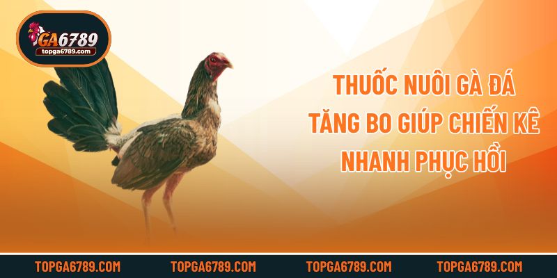 Thuốc nuôi gà đá tăng bo giúp chiến kê nhanh phục hồi