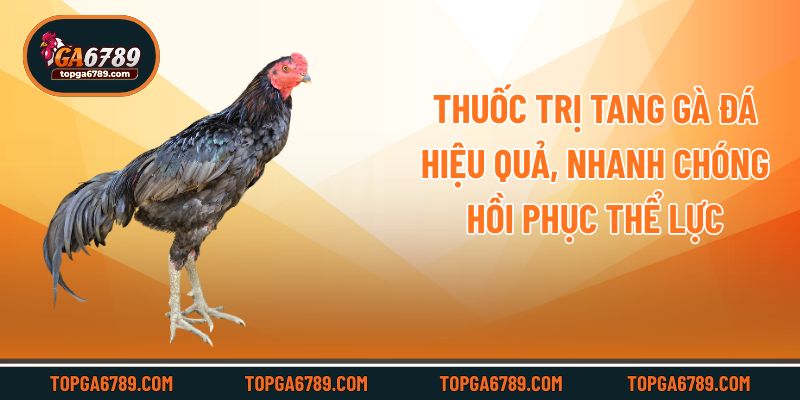 Thuốc Trị Tang Gà Đá Hiệu Quả, Nhanh Chóng Hồi Phục Thể Lực