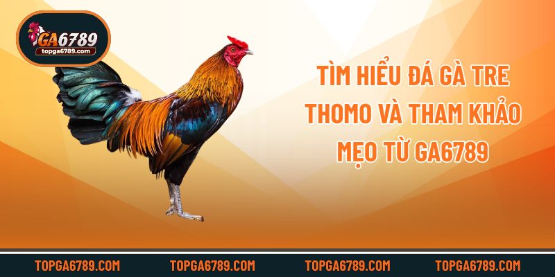 Tìm Hiểu Đá Gà Tre Thomo Và Tham Khảo Mẹo Từ Ga6789