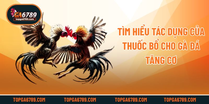 Tìm hiểu tác dụng của thuốc bổ cho gà đá tăng cơ