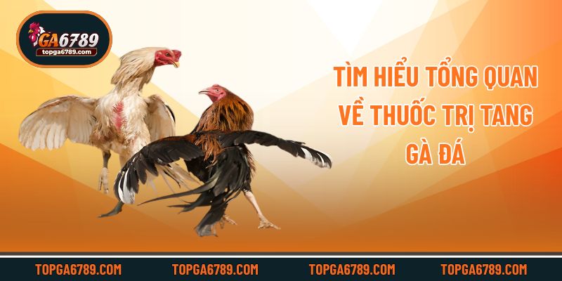 Tìm hiểu tổng quan về thuốc trị tang gà đá