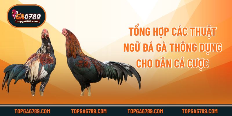 Tổng Hợp Các Thuật Ngữ Đá Gà Thông Dụng Cho Dân Cá Cược