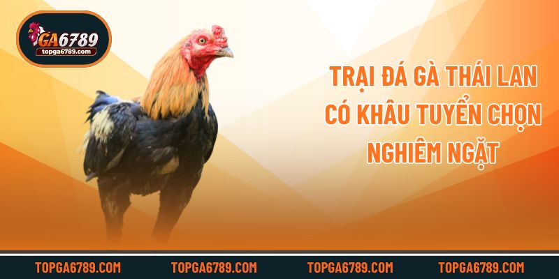 Trại đá gà Thái Lan có khâu tuyển chọn nghiêm ngặt