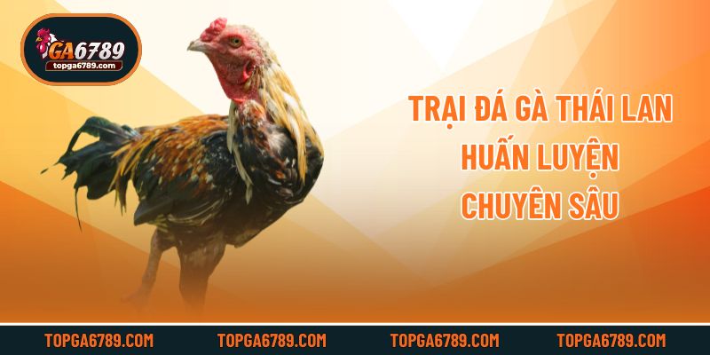 Trại đá gà Thái Lan huấn luyện chuyên sâu