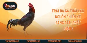 Trại Đá Gà Thái Lan - Nguồn Chiến Kê Đẳng Cấp, Chất Lượng