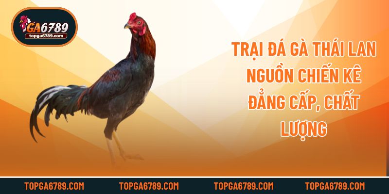 Trại Đá Gà Thái Lan - Nguồn Chiến Kê Đẳng Cấp, Chất Lượng