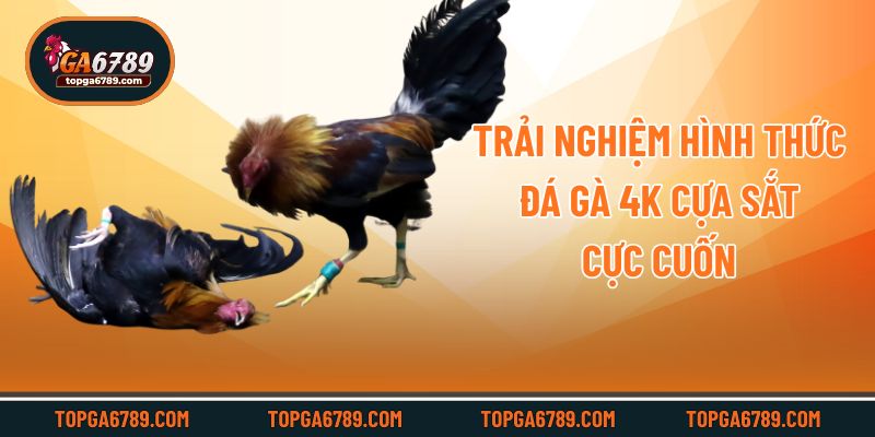 Trải nghiệm hình thức đá gà 4k cựa sắt cực cuốn