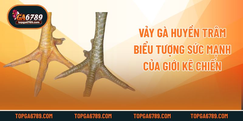 Vảy Gà Huyền Trâm - Biểu Tượng Sức Mạnh Của Giới Kê Chiến