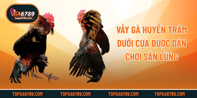Vảy gà huyền trâm dưới cựa được dân chơi săn lùng