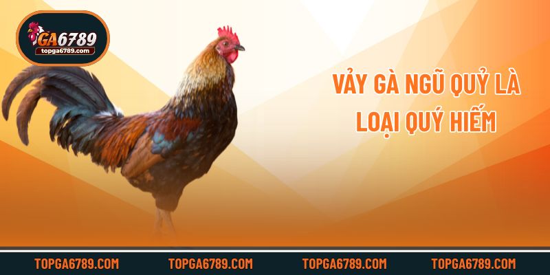 Vảy gà ngũ quỷ là loại quý hiếm