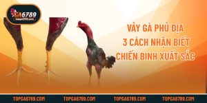 Vảy Gà Phủ Địa - 3 Cách Nhận Biết Chiến Binh Xuất Sắc
