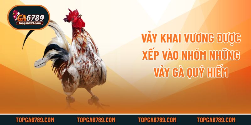Vảy khai vương được xếp vào nhóm những vảy gà quý hiếm