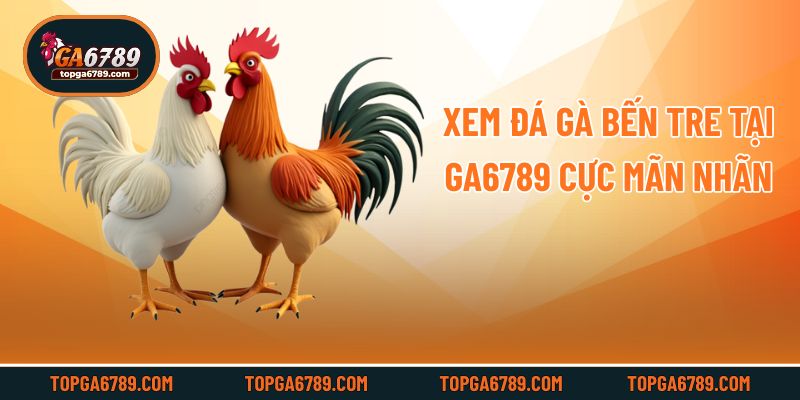 Xem đá gà Bến Tre tại Ga6789 cực mãn nhãn