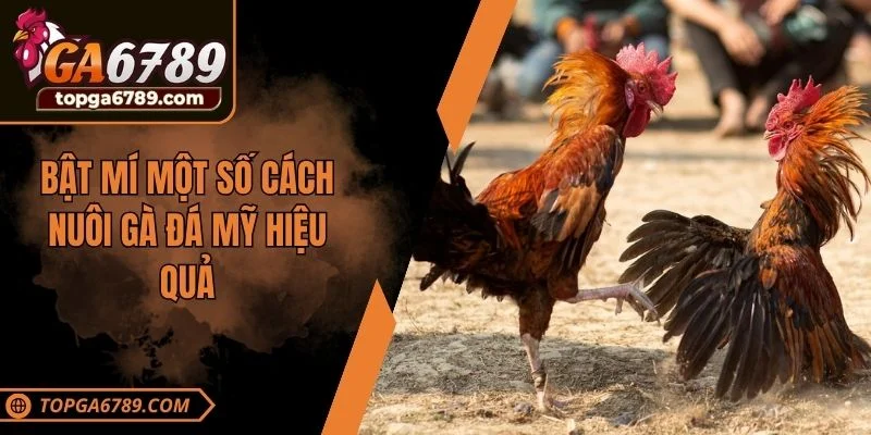 Bật mí một số cách nuôi gà đá Mỹ hiệu quả