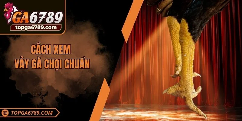 Cách xem vảy gà chọi chuẩn