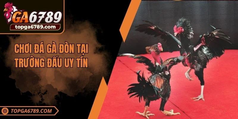 Chơi đá gà đòn tại trường đấu uy tín