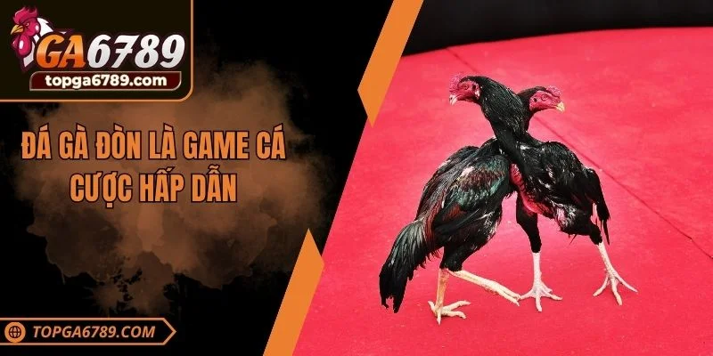 Đá gà đòn là game cá cược hấp dẫn