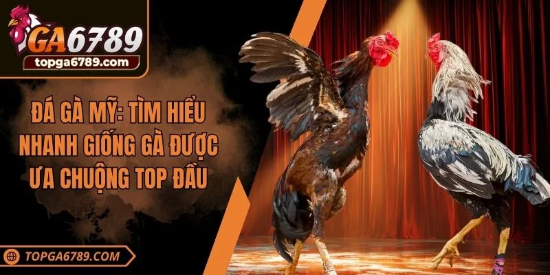đá gà mỹ