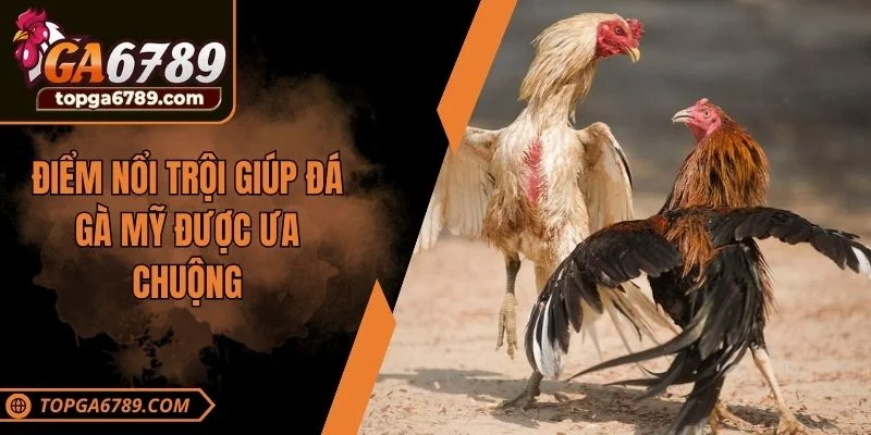 Điểm nổi trội giúp đá gà Mỹ được ưa chuộng