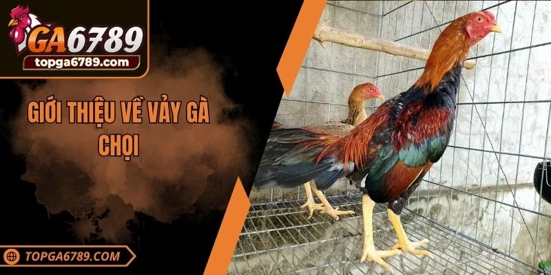 Giới thiệu về vảy gà chọi