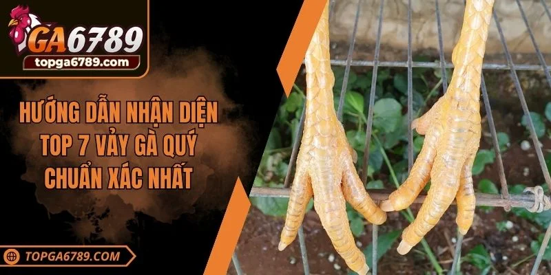 Hướng dẫn nhận diện top 7 vảy gà quý chuẩn xác nhất