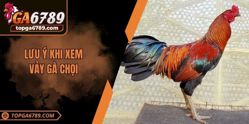 Lưu ý khi xem vảy gà chọi