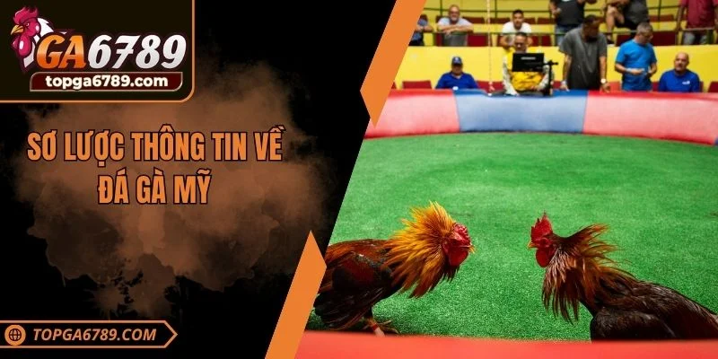 Sơ lược thông tin về đá gà Mỹ