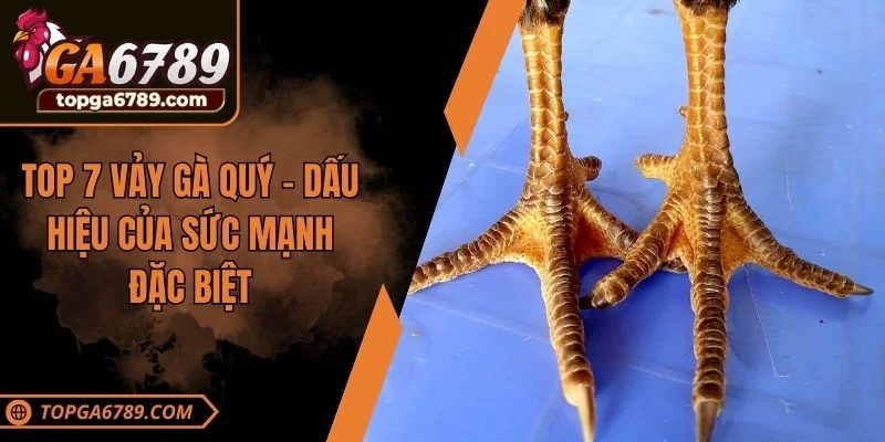 Top 7 vảy gà quý dấu hiệu của sức mạnh đặc biệt