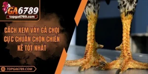 xem vảy gà chọi