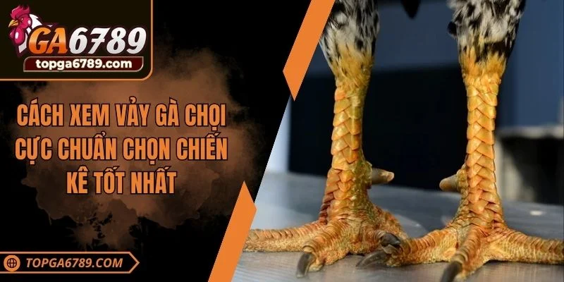 xem vảy gà chọi